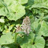 Butterbur